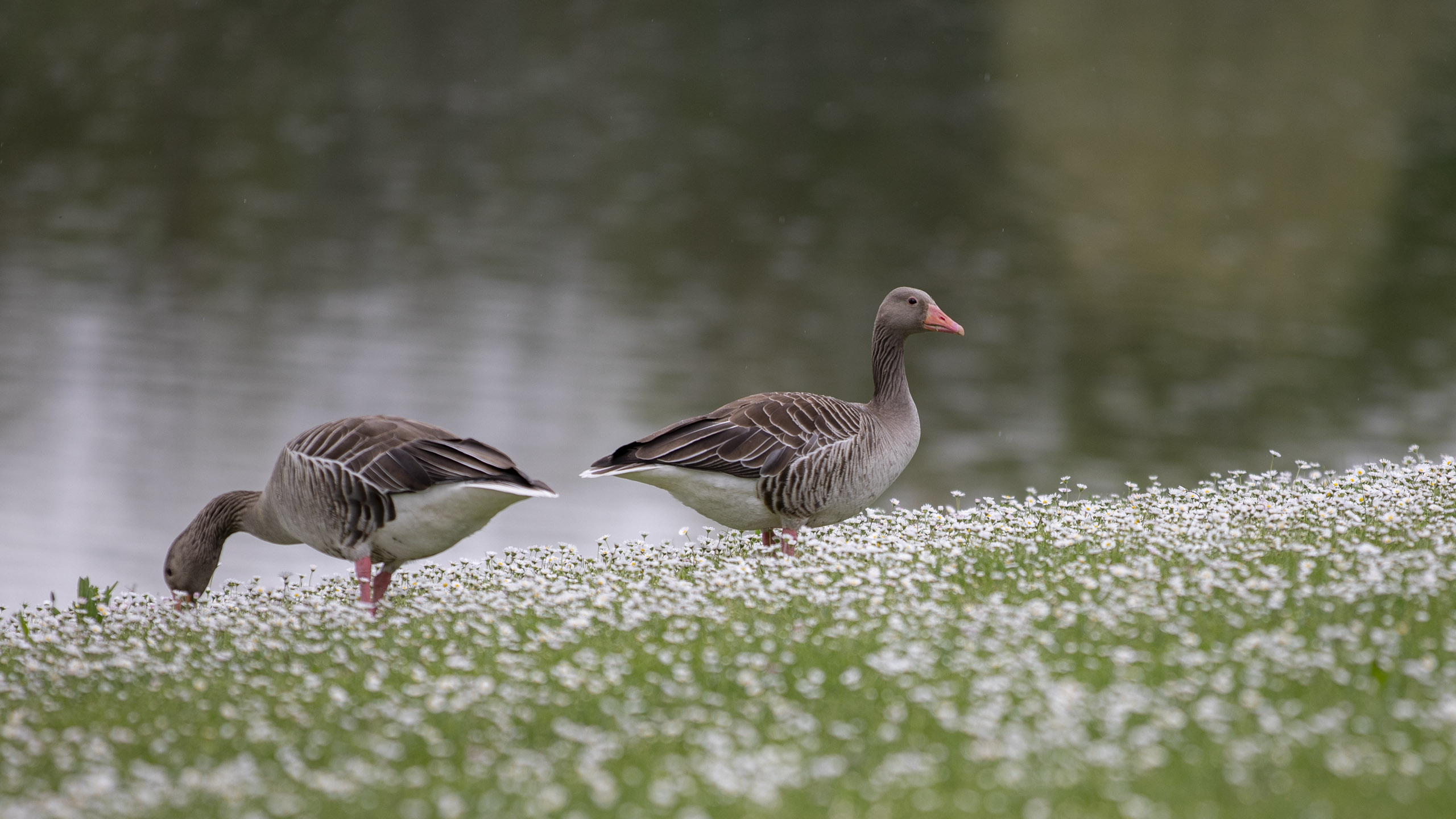 20250503133018 RD4 2476